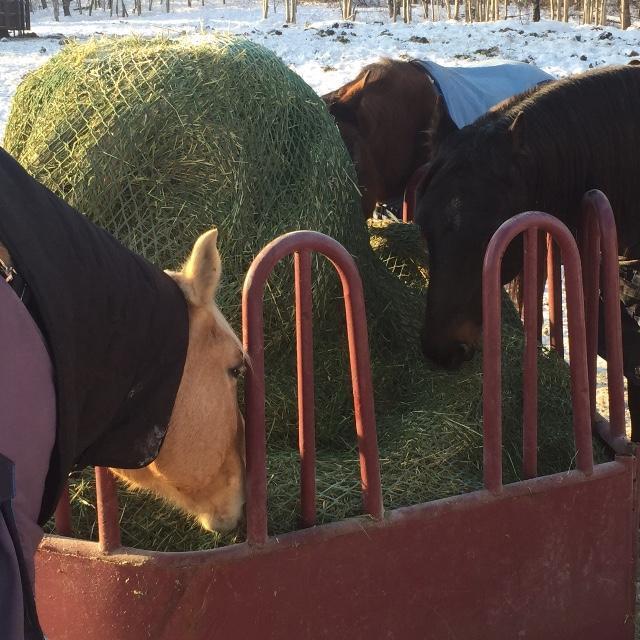 NAG Bags 4 X 4 Round Bale (1.5")
