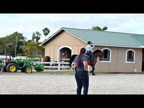 Clara Full Seat Summer Breeches - Navy